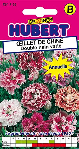 Graines d'Oeillet de Chine Double nain varié - 0,5 grammes