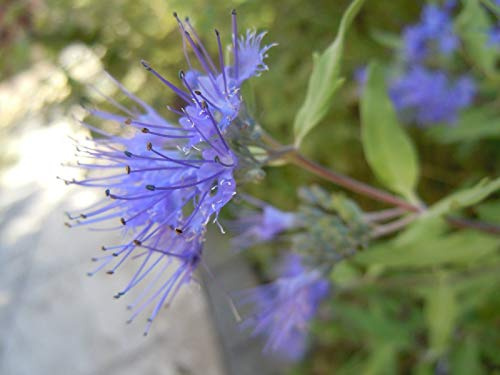 Caryopteris clandonensis Heavenly Blue Evergreen Shrub 1 Liter Pot : Package Contatins seeds