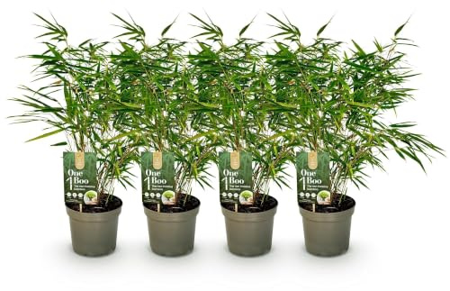 Bambou Fargesia rufa – Vert persistant – Non propagant – Bambou vert pour haie, jardin et terrasse – Ø 17 cm Hauteur env. 60 cm 1