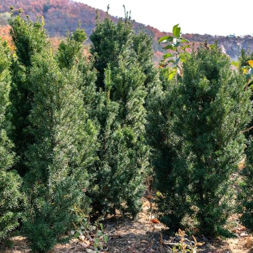 Semi di tasso Taxus baccata, perenni semi di tasso, da balcone resistenti autunnali resistenti semi da giardino comprare 150pcs
