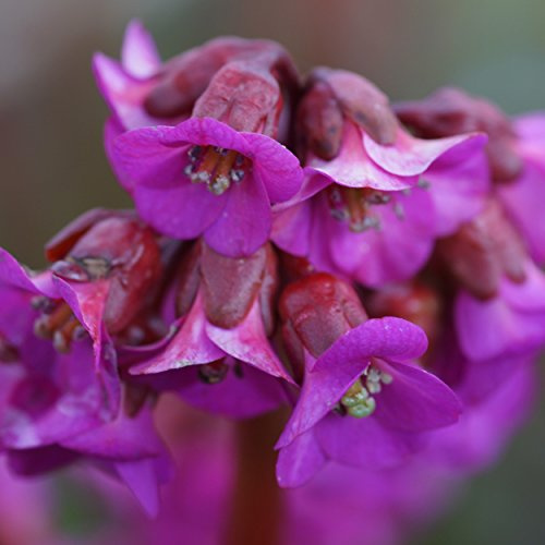 Blumixx Stauden Bergenia Hybride 'Eroica' – Bergenie, violettrot blühend, winterharte Staude, robust, für Beet
