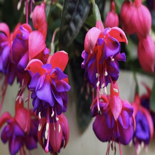 100 pièces de graines de fleurs de fleurs fuchsia