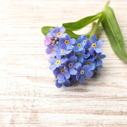 vergissmeinnicht deko topfpflanzen gartensamen balkon bodendecker winterhart mehrjährig blumensamen balkonblumen garten 40samen