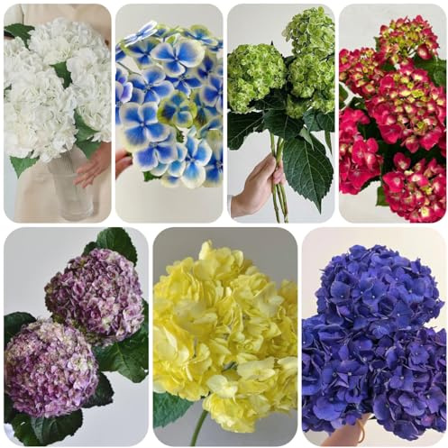 hortensias, hortensia de jardín de semillas hortensia Setos resistentes, con interior purificadoras aire semillas silvestres 225semillas
