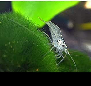 Zierfischtreff.de 10 x Amanogarnelen - Caridina multidentata BZW. Japonica der wahrscheinlich Beste Algenvernichter für jedes Aquarium + 1x 100 g BAM Garnelenpudding