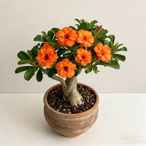 Rosa del deserto bonsai/adenium obesum-Decorazione per Casa e Giardino/Facile da coltivare e richiede poca manutenzione-B-3 Rhizome