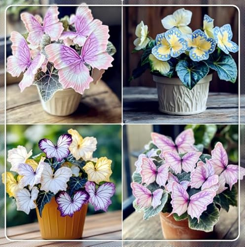 Hosta 'Moonlight Butterfly' - Venduta a radice nuda - Una miscela di quattro bellissime varietà-4 Hostas