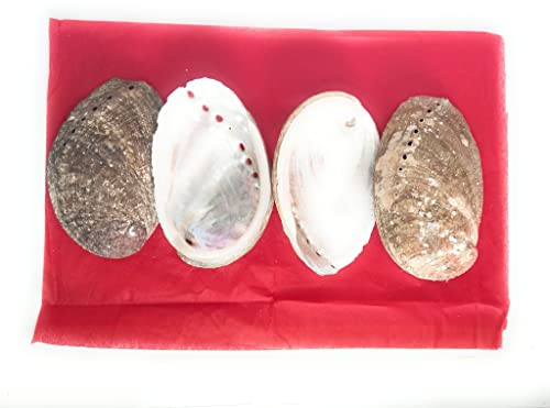 Lot de 4 Coquille d ormeau abalone 8cm a 9cm, pour purification a la sauge blanche, palo santo, fumigation Un bijoux surprise c est glissé dans certain paquet,