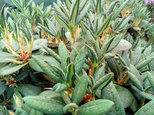 Rhododendron campanulatum ssp. aeruginosum - Wild Rhododendron 30-40cm