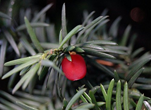 Eibe Taxus baccata Containerware 30-40 cm hoch heimische Eibe