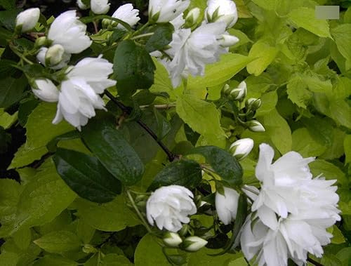 Philadelphus virginalis Schneesturm - Falscher Jasmin - Bauernjasmin - Gartenjasmin - Pfeifenstrauch - duftend