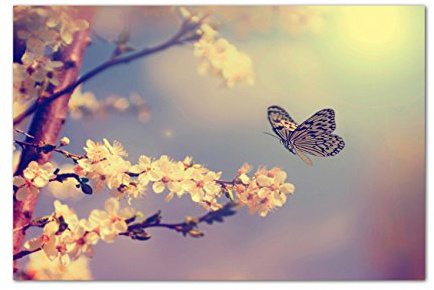 Paul Sinus Art 120x80cm - WANDBILD Kirschblüten Schmetterling Frühling Natur - Leinwandbild auf Keilrahmen modern stilvoll - Bilder und Dekoration