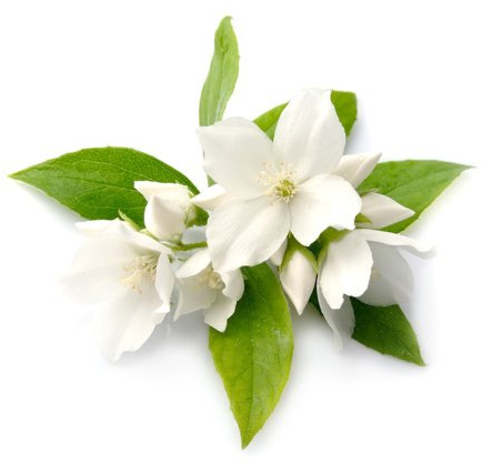 Jasmin - Thai-Aromaöl - 250ml - Massageöl mit dem Duft aus Thailand - Jasminöl