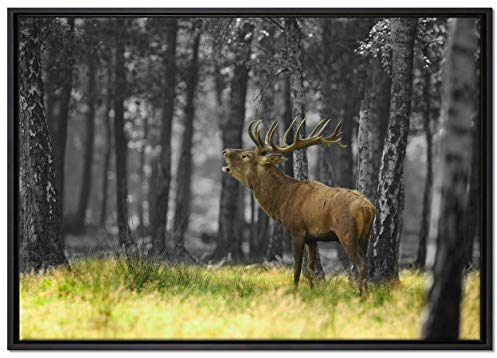 Pixxprint röhrender Hirsch im Wald Leinwandbild 100x70 cm im Bilderahmen, Wandbild, Schattenfugenrahmen, Kein Poster
