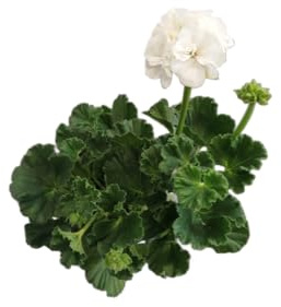 Geranio Natural con Flores Blancas DECOALIVE – Planta Viva para Terraza, Balcón o Interior Luminoso