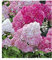 BALDUR-Garten Freiland-Hortensien 'Vanille Fraise®', 1 Pflanze, Hydrangea paniculata,Gartenhortensie, unzähligen Blütenrispen, winterhart, blühend, Hydrangea paniculata