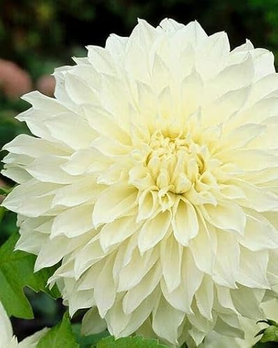 Kiepenkerl 721036, Schmuck-Dahlien riesenblütig Fleur weiss, 1 Stück Blumenzwiebel, von Samenshop24