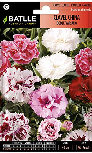 Batlle - Semi di Fiori - Garofano Cinese, Fiore Doppio, Grande varietà