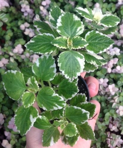 Maceta variada de hiedra sueca (PLECTRANTHUS COLEOIDES MARGINATUS) de 6,3 cm