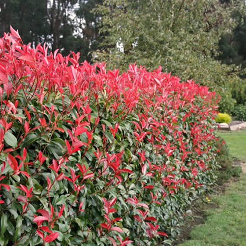 Photinia Red Robin Bushy Evergreen Hardy Shrub - Garden Hedging Plant - Plants Outdoor Garden Ready - Evergreen Plants Outdoor (20-30cm Incl. 9cm Pot)