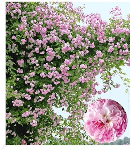 BALDUR Garten Rambler-Rosen 'Paul's Himalayan Musk Rambler', 1 Pflanze, Kletterrose, Schlingrose, winterhart mehrjährige Kletterpflanze, blühend, Rosa Hybride