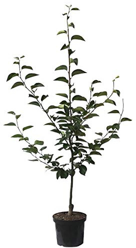 Nashi Nijisseiki Asienbirne Apfelbirne als Buschbaum 110-140 cm 10 Liter Topf Unterlage Sämling