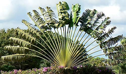 Ravenala madagascariensis 50 Samen - Baum der Reisenden - Bananensamen-