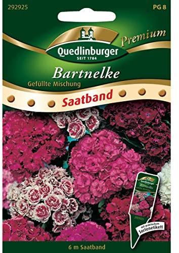 SB Bartnelke, gefüllte Mischung