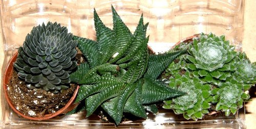 Sukkulentenmix 3 verschiedene Sukkulenten für Terrarien und Paludarien, Sukkulente