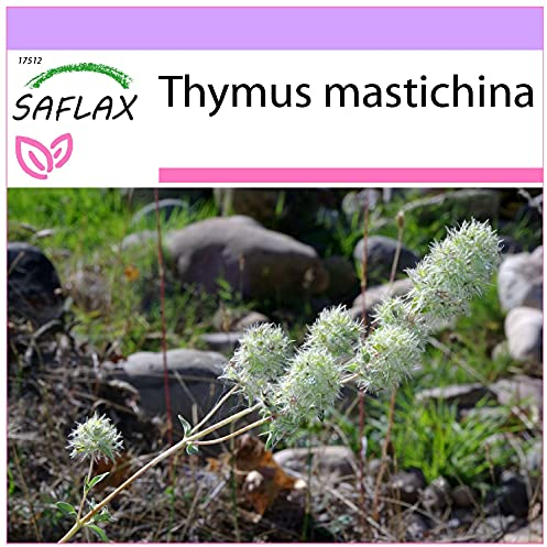 SAFLAX - Kräuter - Spanischer Majoran - 250 Samen - Thymus mastichina