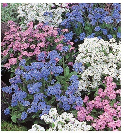 PREMIER SEEDS DIRECT - Forget ME NOT - Myosotis ALPESTRIS - Mixed 1.7 GM ~ 2600 Seeds