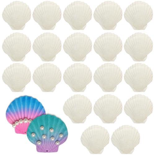 22 Coquilles Saint Jacques naturels,Grands Coquillage Décoration pour bricolage,artisanat,Blanc décoration de cuisine,décoration de collation,décoration d'aquarium (7-8 cm)