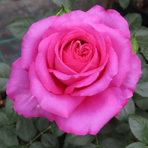 YouGarden Rose 'Fab at 70' â„¢, Potted in a 4 Litre Pot, Garden Ready, Birthday 70th Gift