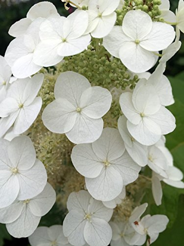Gatsby Moon™ Oakleaf Hydrangea - 4 Pot - Proven Winners