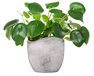 Pilea Pianta delle Monete, Altezza 25 cm, Pianta Vera, Pianta da Interno, Vaso Artigianale in Cemento (onda)