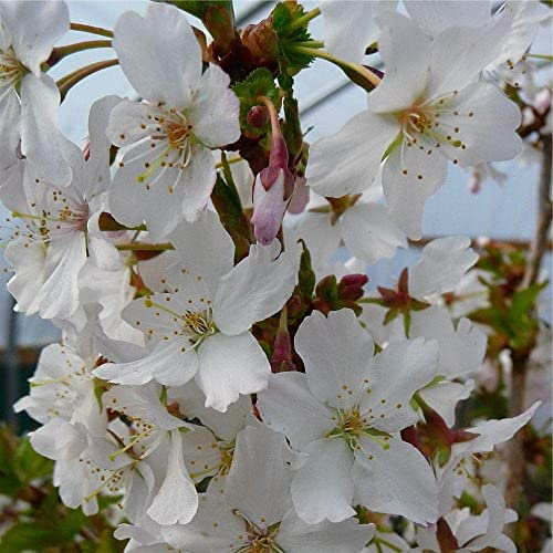 Prunus Brilliant Plant - Alpine Cherry Bush - 20-30cm in Height - Flowering Cherry Tree (Regular Packaging)
