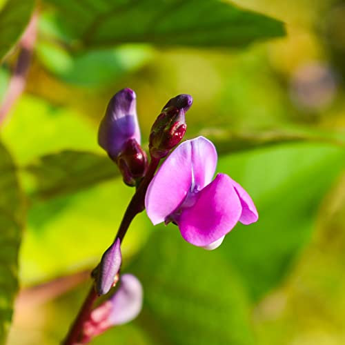 Hyacinth Bean Dolichos Lablab 'Ruby Moon' Fragrant Pink Blooms Half-Hardy Annual Easy to Grow Your Own Outdoor Garden Lab-Lab Flower Plants (Approx. 6 Seeds) by Thompson and Morgan