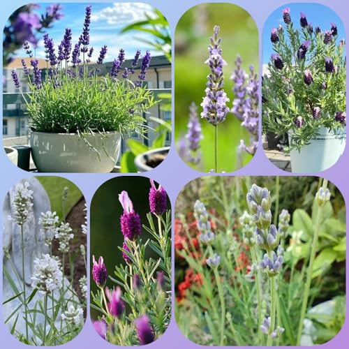Semi di lavanda, regali da giardino per le donne selvatici vecchie varietà di semi da esterno resistenti 400pcs