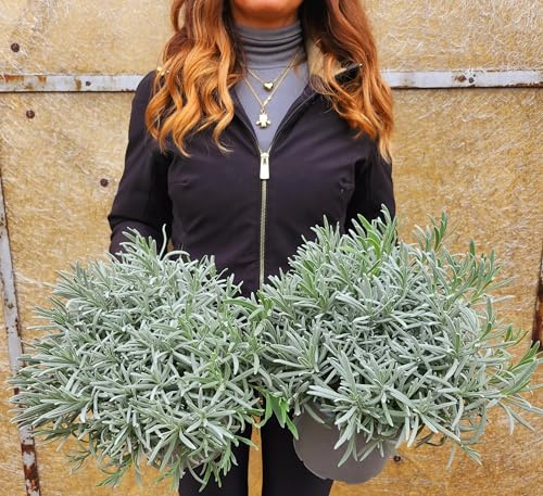 POWERS TO FLOWERS - LAVANDA ANGUSTIFOLIA 2PIANTE, vaso 18cm, piante vere