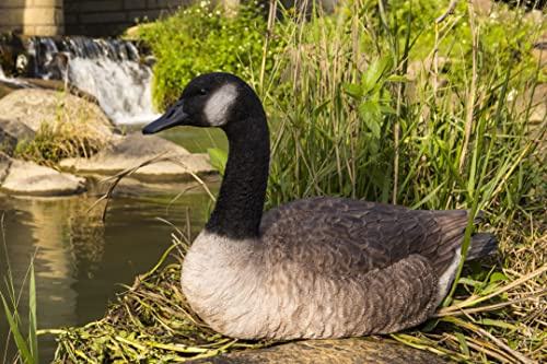 Sitting Canadian Goose Garden Statue