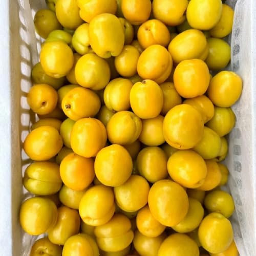 Semillas resistentes del albaricoquero árbol frutal, bonsái de interior, bonsái albaricoquero Árboles de jardín resistentes semillas organicas Semillas de frutas frescas, decoración de 15pcs