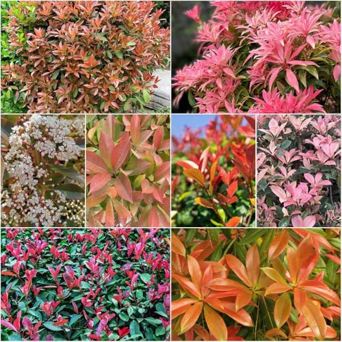 semillas de aligustre brillante rojo petirrojo - resistentes para jardín, exóticas resistentes semillas de para jardín interior 500pcs