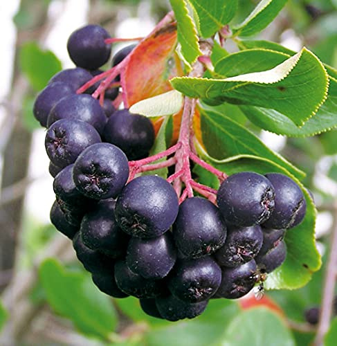 GARTEN SCHLÜTER® Dänische Apfelbeere 'Aron' - Aronia melanocarpa Aron