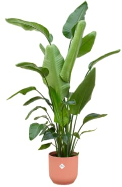 Trendyplants – Strelitzia Nicolai con elho Vibes Fold rotonda rosa – 180 cm – Ø 30 cm