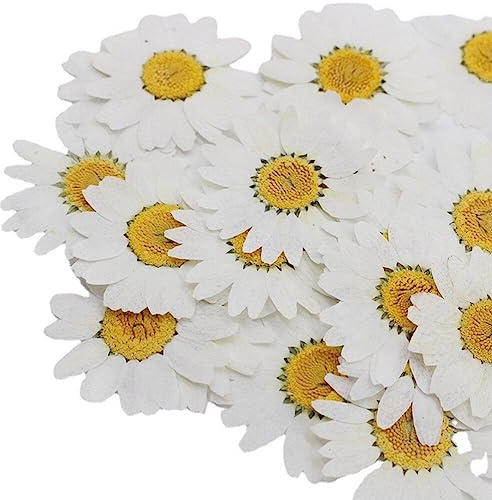 12 Stück Natürliche Getrocknete Gepresste Blumen, Weiße Gänseblümchen, Gepresste Blumen Für Harz, Schmuck, Nagelaufkleber, Make-up, Kunsthandwerk