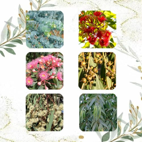 200 Pc Compre Semillas De Eucalipto: Semillas Resistentes De Árboles De Eucalipto, Plantas En Macetas Resistentes Al Exterior, Flores De Primavera Semillas De Plantas De Eucalipto,