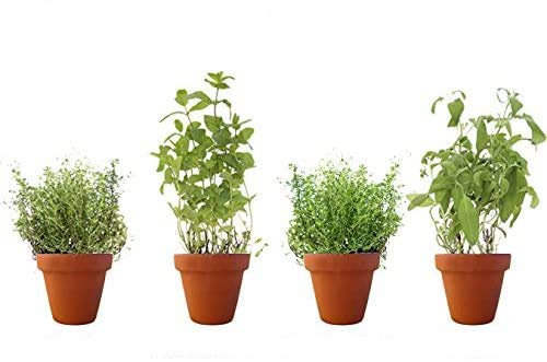 PACK 4 AROMÁTICAS 8: 1 TOMILLO, 1 HIERBABUENA, 1 TOMILLO LIMÓN Y 1 SALVIA. ¡¡¡ PLANTAS AROMÁTICAS NATURALES ¡¡¡ altura: 30 cm cada una aproximado, contenedor 12-14 cm. ENVIOS SOLO PENINSULA