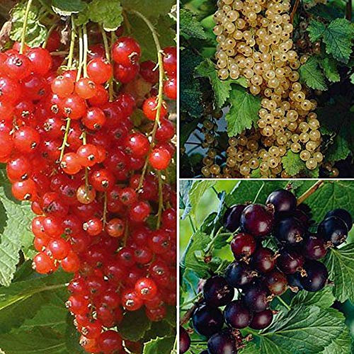 Currant Collection, Hardy Shrub, 3 Bare Root Collection by Thompson and Morgan