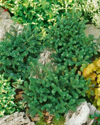 Abies koreana 'Oberon' 30-40 cm – Winterhart, Immergrün, Pflegeleicht – Koreanische Tanne – Ziergehölz für Kübel & Steingarten