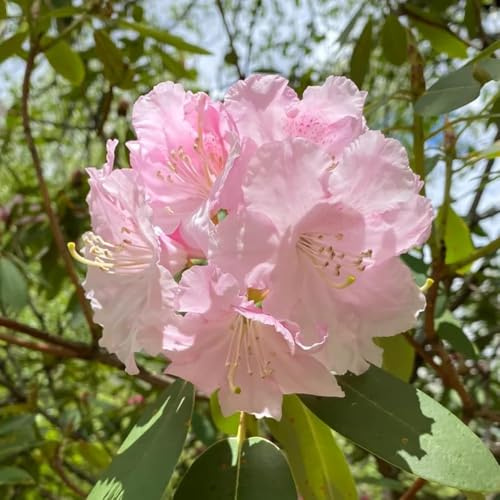 120 pezzi semi di rododendro - decorazione balcone resistente decorazione resistente per giardino, Semi balcone